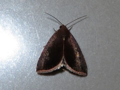 Micrathetis canifimbria