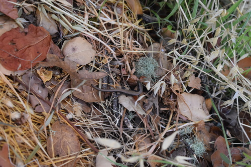 iNaturalist observation photo of Southern Alligator Lizard