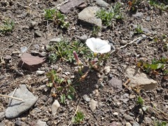 Convolvulus demissus