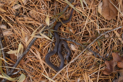 iNaturalist observation photo of Common Sharp-tailed Snake