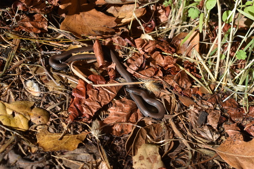 iNaturalist observation photo of Common Sharp-tailed Snake