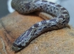 Pseudoficimia frontalis