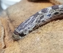 Pseudoficimia frontalis