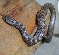 Pseudoficimia frontalis