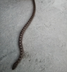 Pseudoficimia frontalis