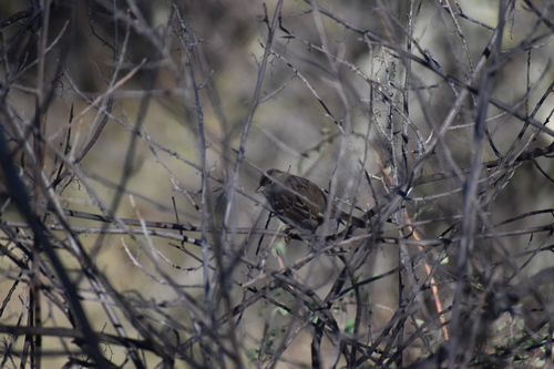 iNaturalist observation photo of Golden-crowned Sparrow