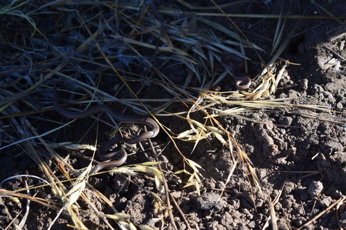 iNaturalist observation photo of Common Sharp-tailed Snake