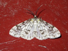 Fulgurodes perasata