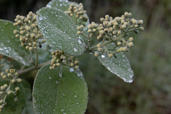 Santalum paniculatum