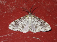 Fulgurodes perasata