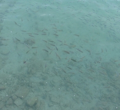 Mulloidichthys flavolineatus