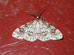 Fulgurodes perasata