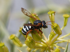 Notanthidium