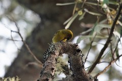 Hemignathus wilsoni