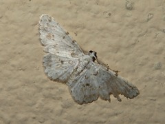 Physocleora flaviplaga