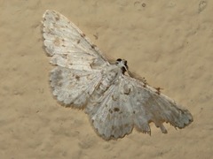 Physocleora flaviplaga