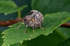 Curculio obtusus