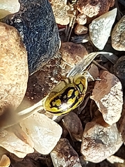 Aporocassida graphica