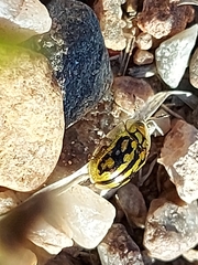 Aporocassida graphica