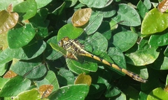 Phyllocycla argentina
