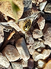 Aporocassida graphica