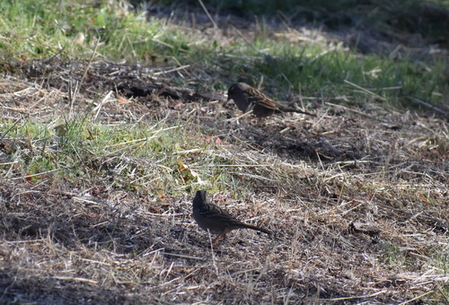 iNaturalist observation photo of Golden-crowned Sparrow