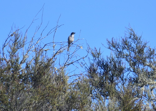 iNaturalist observation photo of California Scrub-Jay