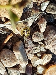 Aporocassida graphica