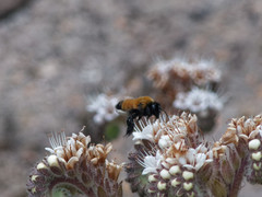 Megachile santacrucensis