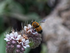 Megachile santacrucensis