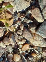 Aporocassida graphica