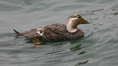 Tachyeres leucocephalus