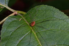 Leiobunum politum