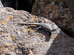 Liolaemus austromendocinus