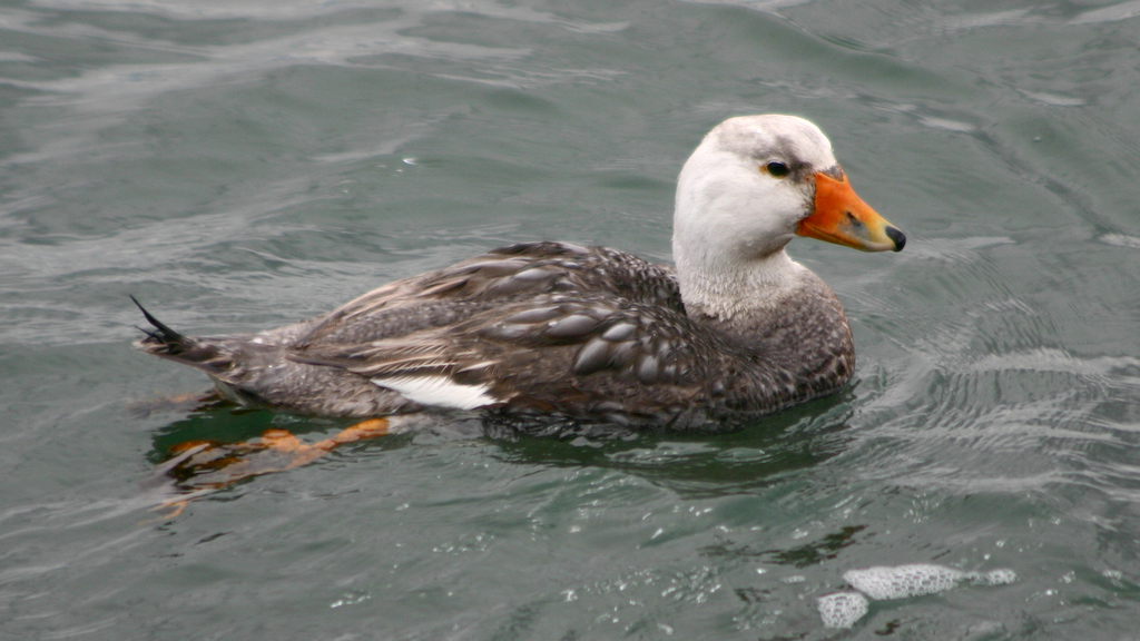 White-headed Steamer-Duck photo