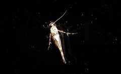 Stathmopoda plumbiflua