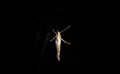 Stathmopoda plumbiflua