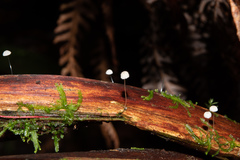 Marasmius crinis-equi
