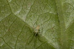Theridion grallator