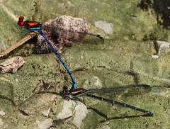 Argia cupraurea