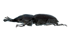Aegognathus dulima