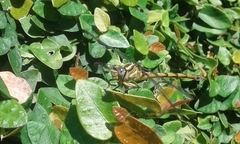 Phyllocycla argentina