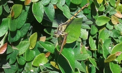 Phyllocycla argentina