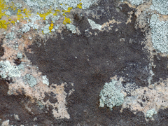 Endocarpon pallidulum