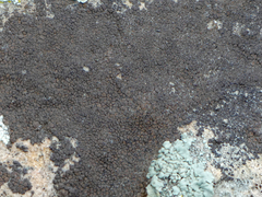 Endocarpon pallidulum