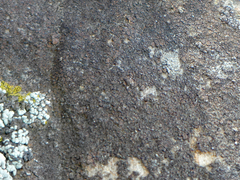 Endocarpon pallidulum