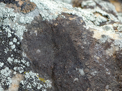 Endocarpon pallidulum