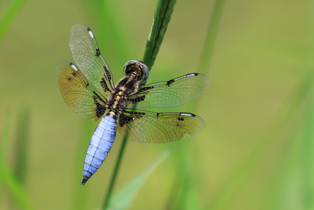 Asian Widow