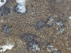 Endocarpon pallidulum