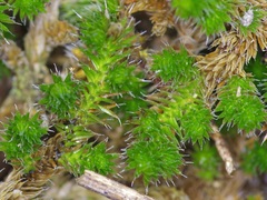 Selaginella peruviana